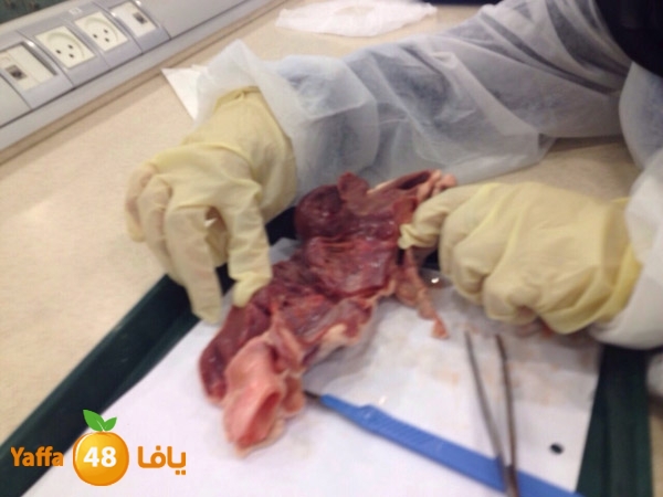 shamela teb khederas (3).jpg